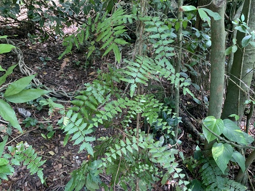 Lygodium polystachyum (Lygodium polystachyum)