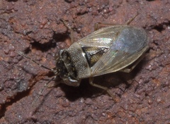Geocoris pallens