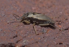 Geocoris pallens