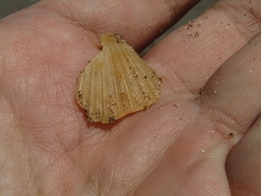 Aequipecten tehuelchus