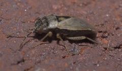 Geocoris pallens