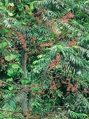 Horsfieldia irya observed 2025-09-19