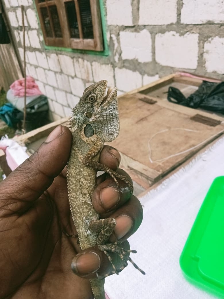Two-Marked Forestdragon