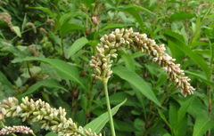 Persicaria senegalensis