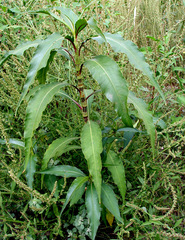 Persicaria senegalensis