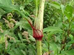 Persicaria senegalensis
