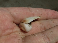 Olivancillaria urceus