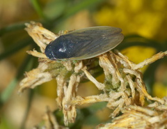 Gypona melanota