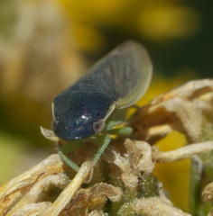Gypona melanota