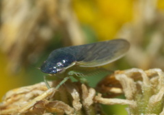 Gypona melanota