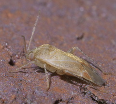 Hamatophylus guttulosus