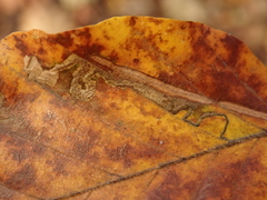 Stigmella tityrella