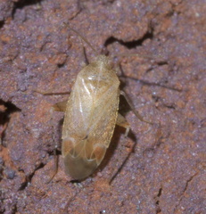 Hamatophylus guttulosus