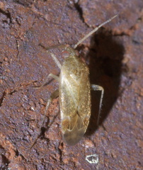 Hamatophylus guttulosus