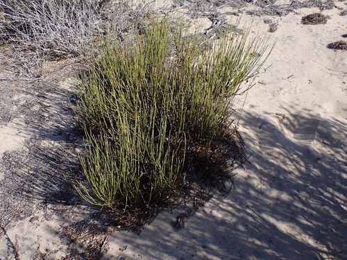 Ephedra californica, photograph 6