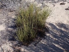 Ephedra californica, photograph (c) Andrew Hankey, some rights reserved (CC BY-SA)
