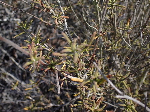 Salvia brandegeei, photograph 3