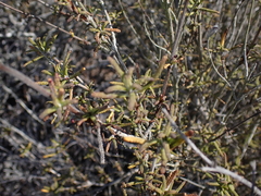 (c) Andrew Hankey, some rights reserved (CC BY-SA) Salvia brandegeei, photograph (c) Andrew Hankey, some rights reserved (CC BY-SA)