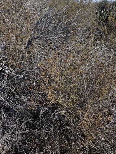 Salvia brandegeei, photograph 4