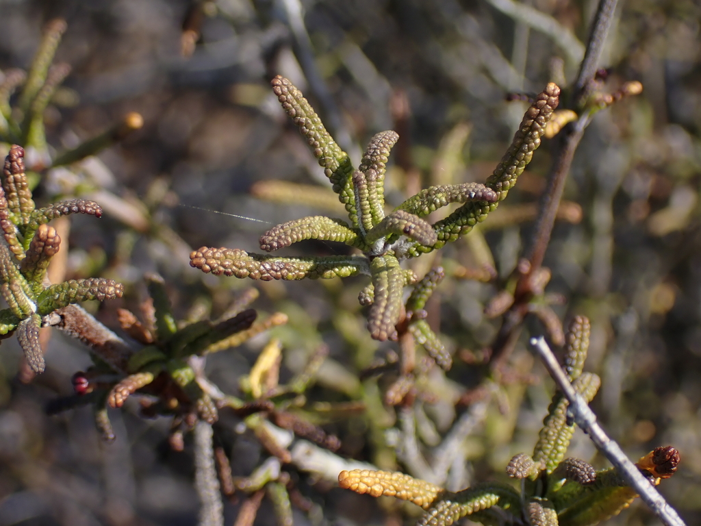 Salvia brandegeei; photograph (c) Andrew Hankey, some rights reserved (CC BY-SA)