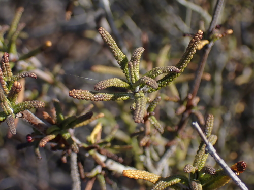 Brandegee's sage (Salvia brandegeei)