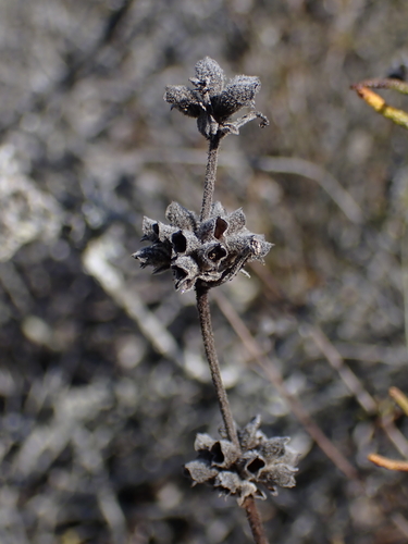 Salvia brandegeei, photograph 5