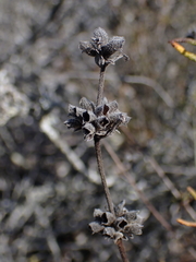 (c) Andrew Hankey, some rights reserved (CC BY-SA) Salvia brandegeei, photograph (c) Andrew Hankey, some rights reserved (CC BY-SA)