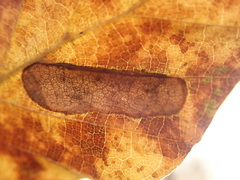 Parornix fagivora