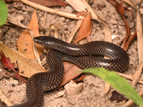 Speckled wolf snake