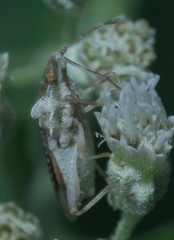 Harmostes fraterculus