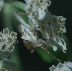 Harmostes fraterculus