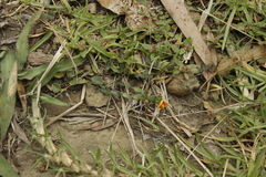 Zornia thymifolia