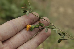 Zornia thymifolia