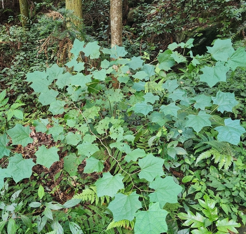Alangium chinense, photograph 6