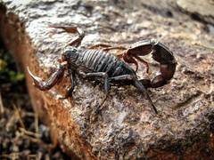 Androctonus crassicauda