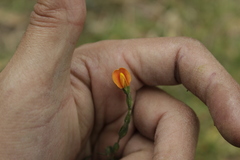 Zornia thymifolia