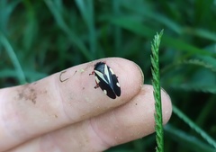 Deois pseudoflavopicta