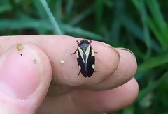 Deois pseudoflavopicta