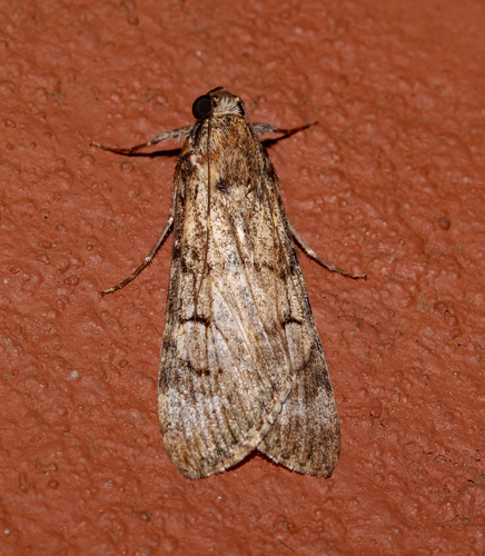 Audea luteoforma · iNaturalist