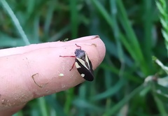 Deois pseudoflavopicta