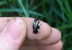 Deois pseudoflavopicta