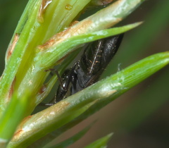 Eremocoris setosus