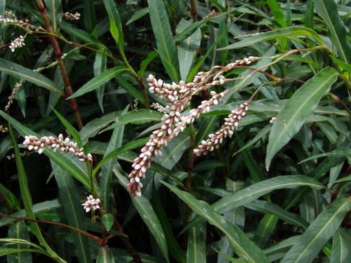slender knotweed