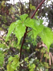 Parthenocissus quinquefolia image