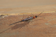 Calliephialtes grapholithae