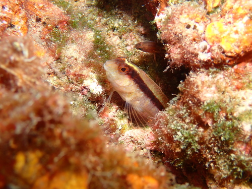 Parablennius rouxi
