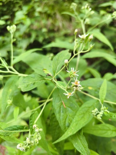 Aster glehnii iNat (2)