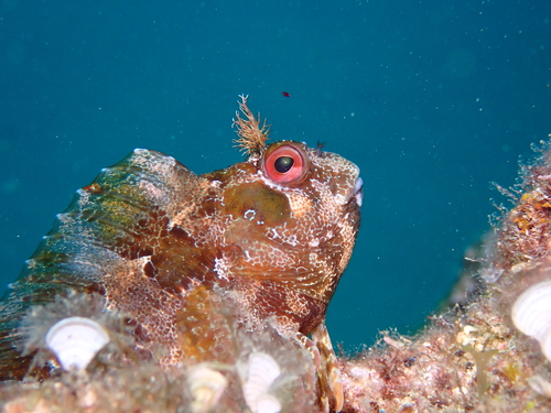 Parablennius gattorugine