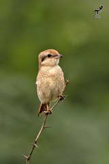 Red-Tailed Shrike photo 4