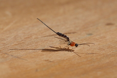 Calliephialtes grapholithae